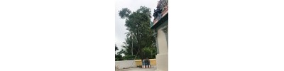 ஆங்கரை